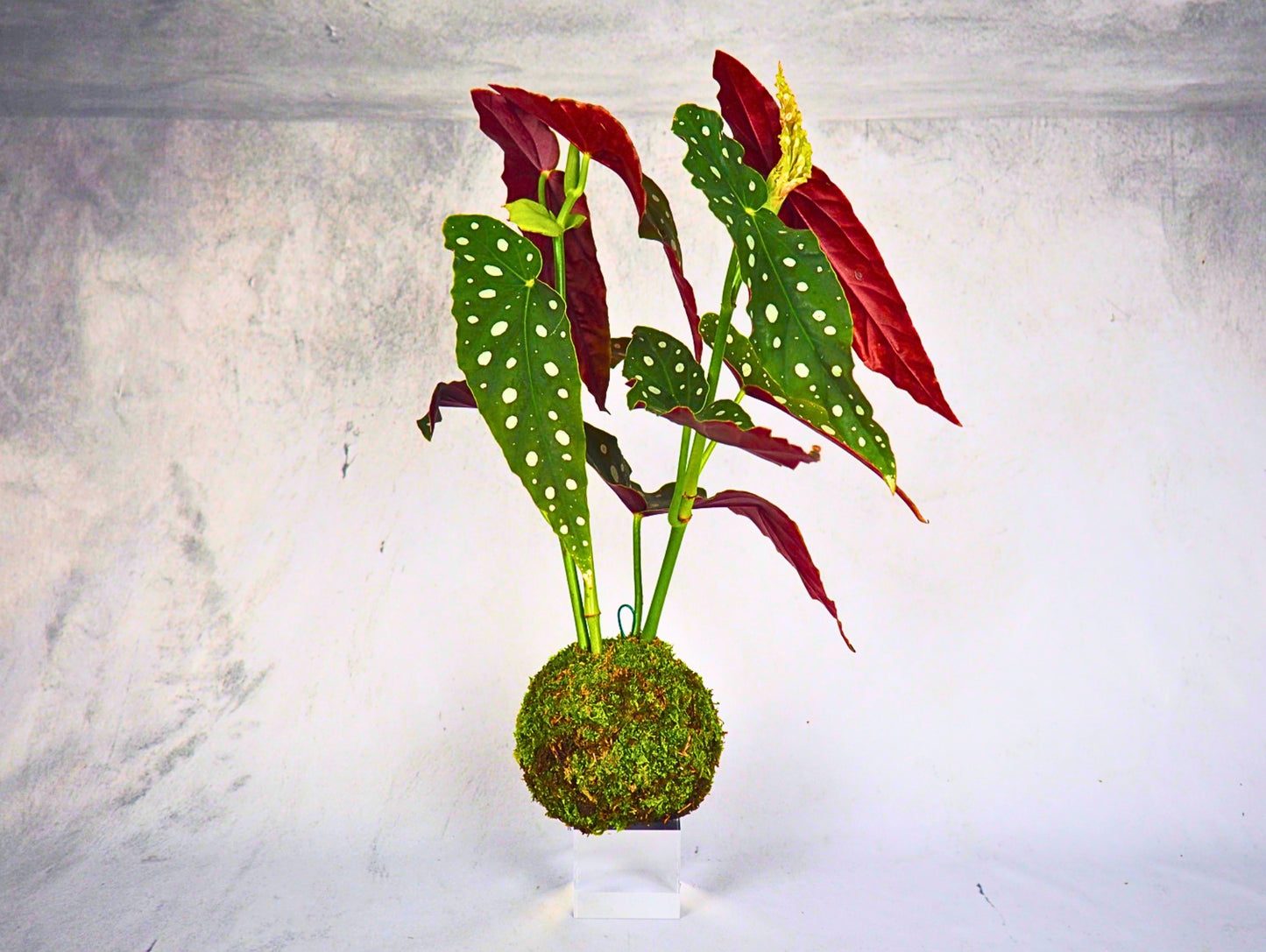 Begonia polka dot kokedama pianta da interno