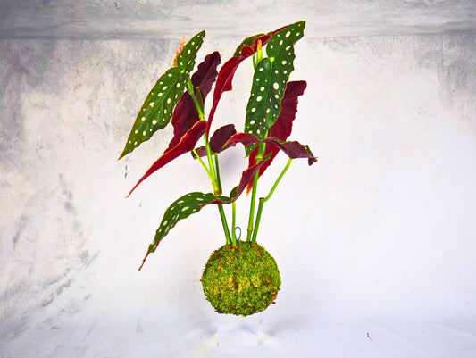 Begonia polka dot kokedama pianta da interno