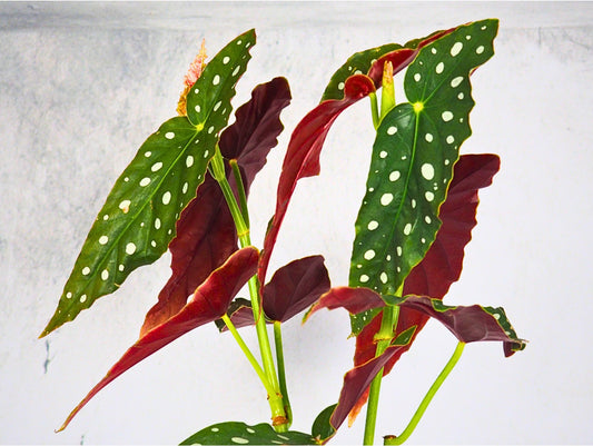 Begonia polka dot kokedama pianta da interno