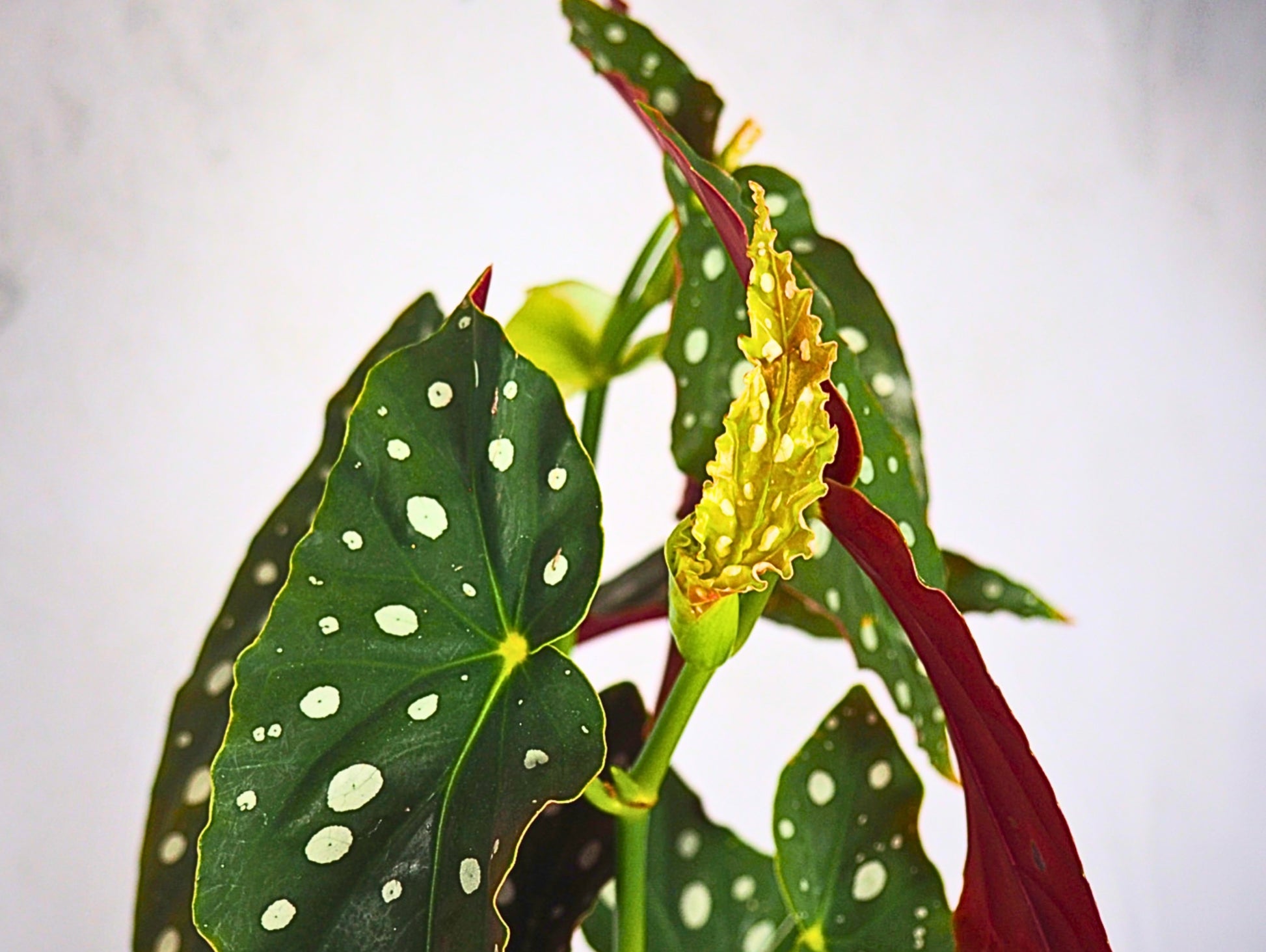 Begonia polka dot kokedama pianta da interno