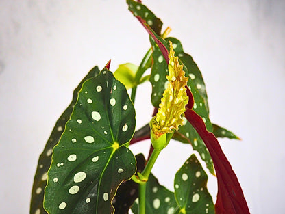 Begonia polka dot kokedama pianta da interno