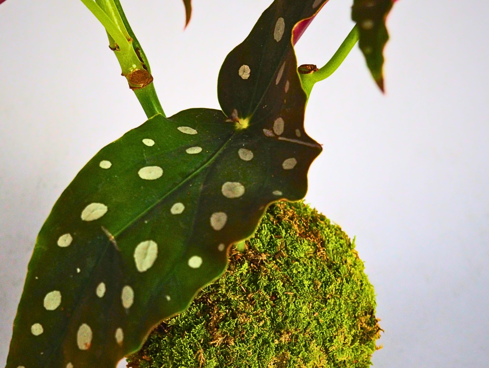 Begonia polka dot kokedama pianta da interno