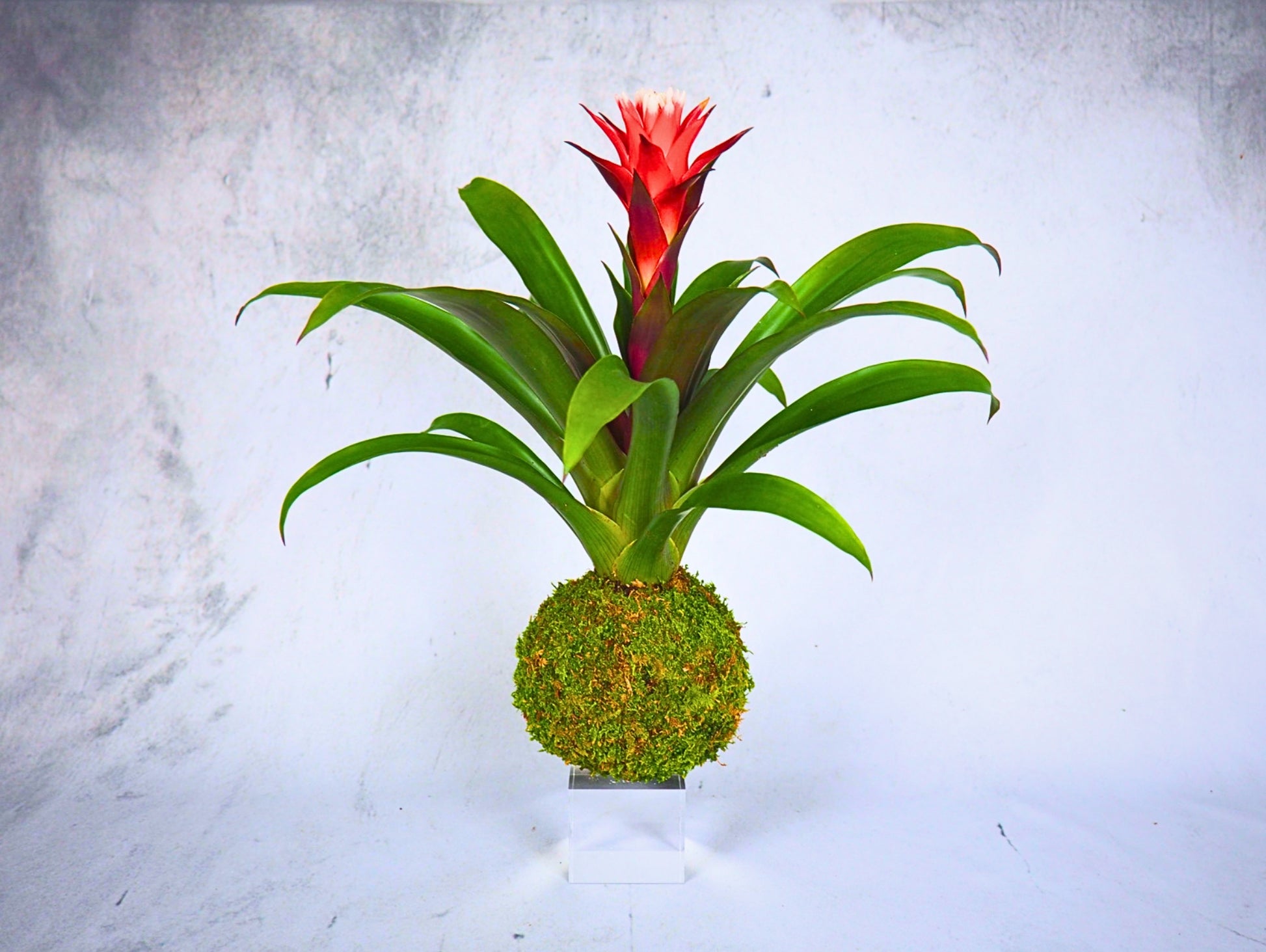 Bromelia kokedama pianta da interno