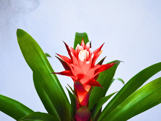 Bromelia kokedama pianta da interno 