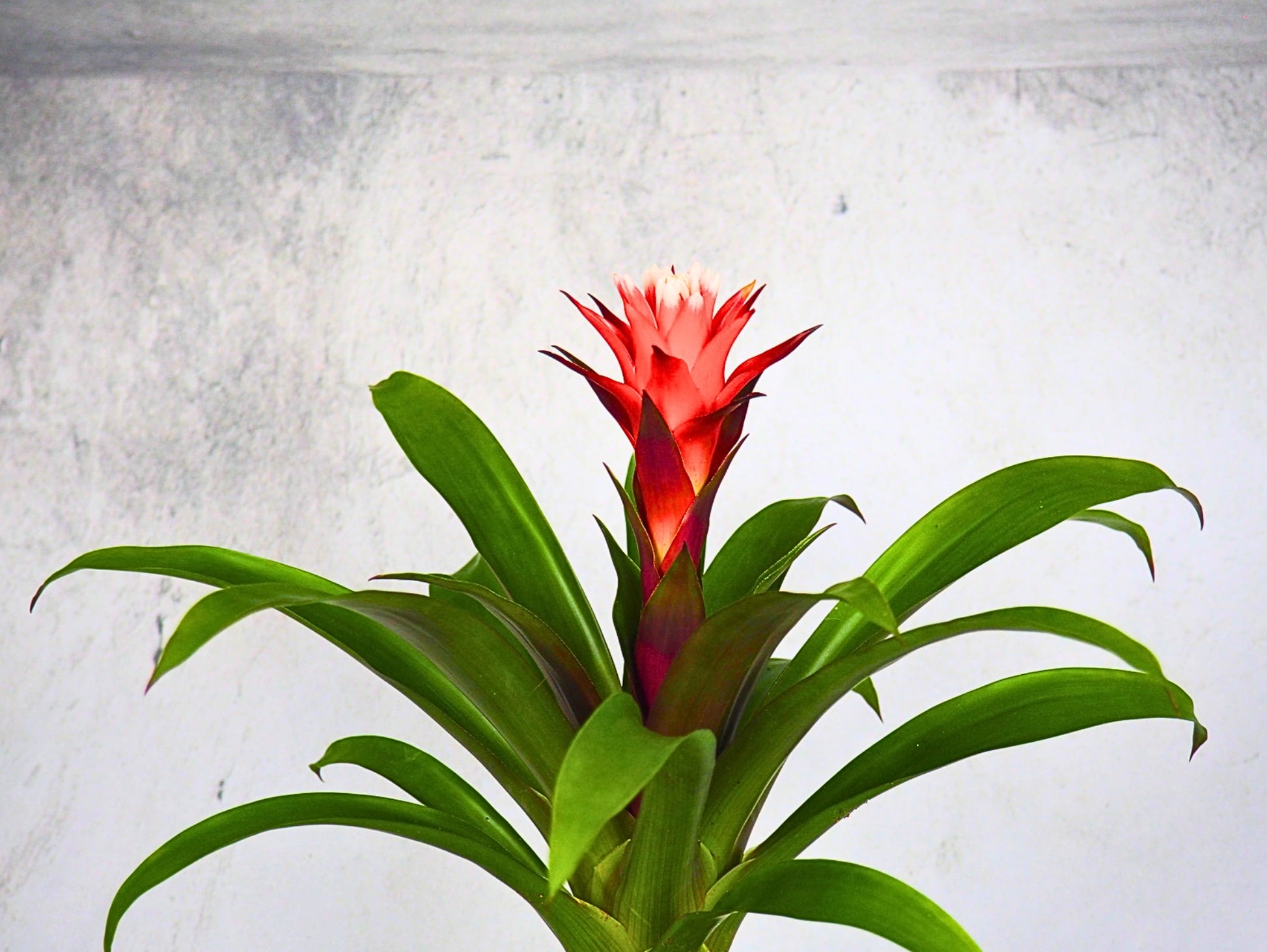 Bromelia kokedama pianta da interno