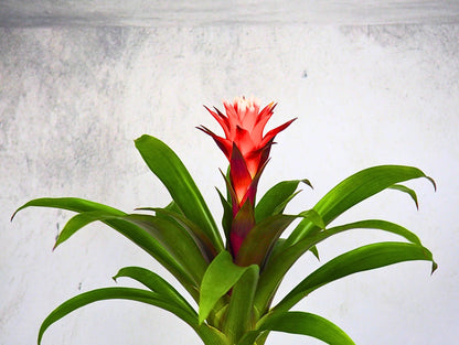 Bromelia kokedama pianta da interno
