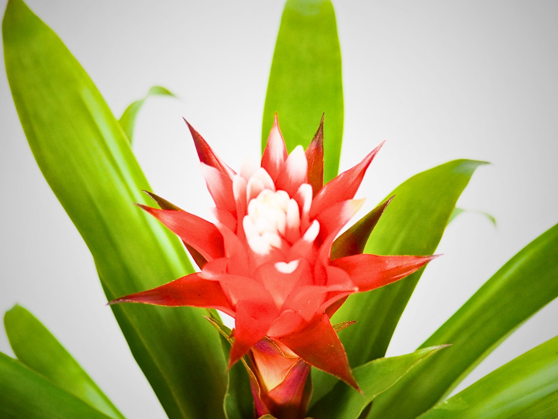 Bromelia kokedama pianta da interno 