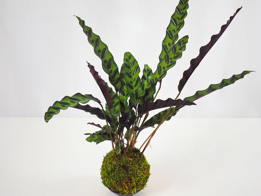 Calathea Lancifolia Kokedama pianta da interno