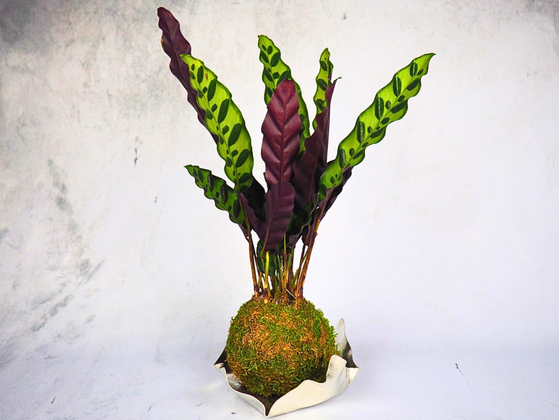 Calathea Lancifolia Kokedama pianta da interno