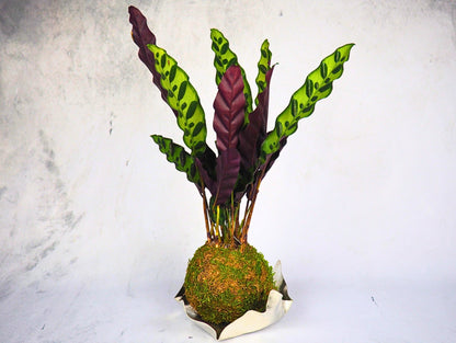 Calathea Lancifolia Kokedama pianta da interno