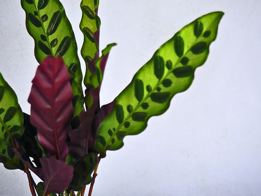 Calathea Lancifolia Kokedama pianta da interno