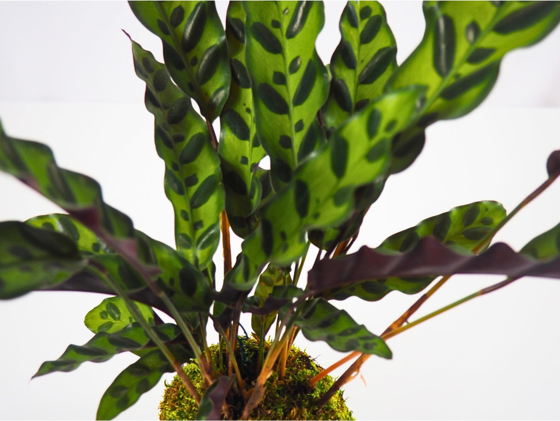 Calathea Lancifolia Kokedama pianta da interno