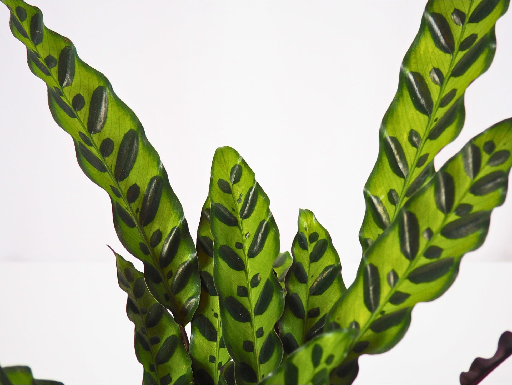 Calathea Lancifolia Kokedama pianta da interno