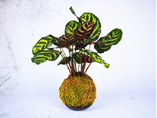 Calathea Makoyana Kokedama pianta da interno