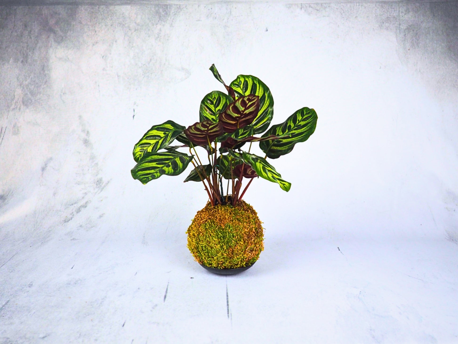 Calathea Makoyana Kokedama pianta da interno