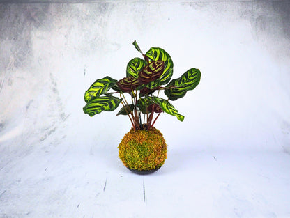 Calathea Makoyana Kokedama pianta da interno