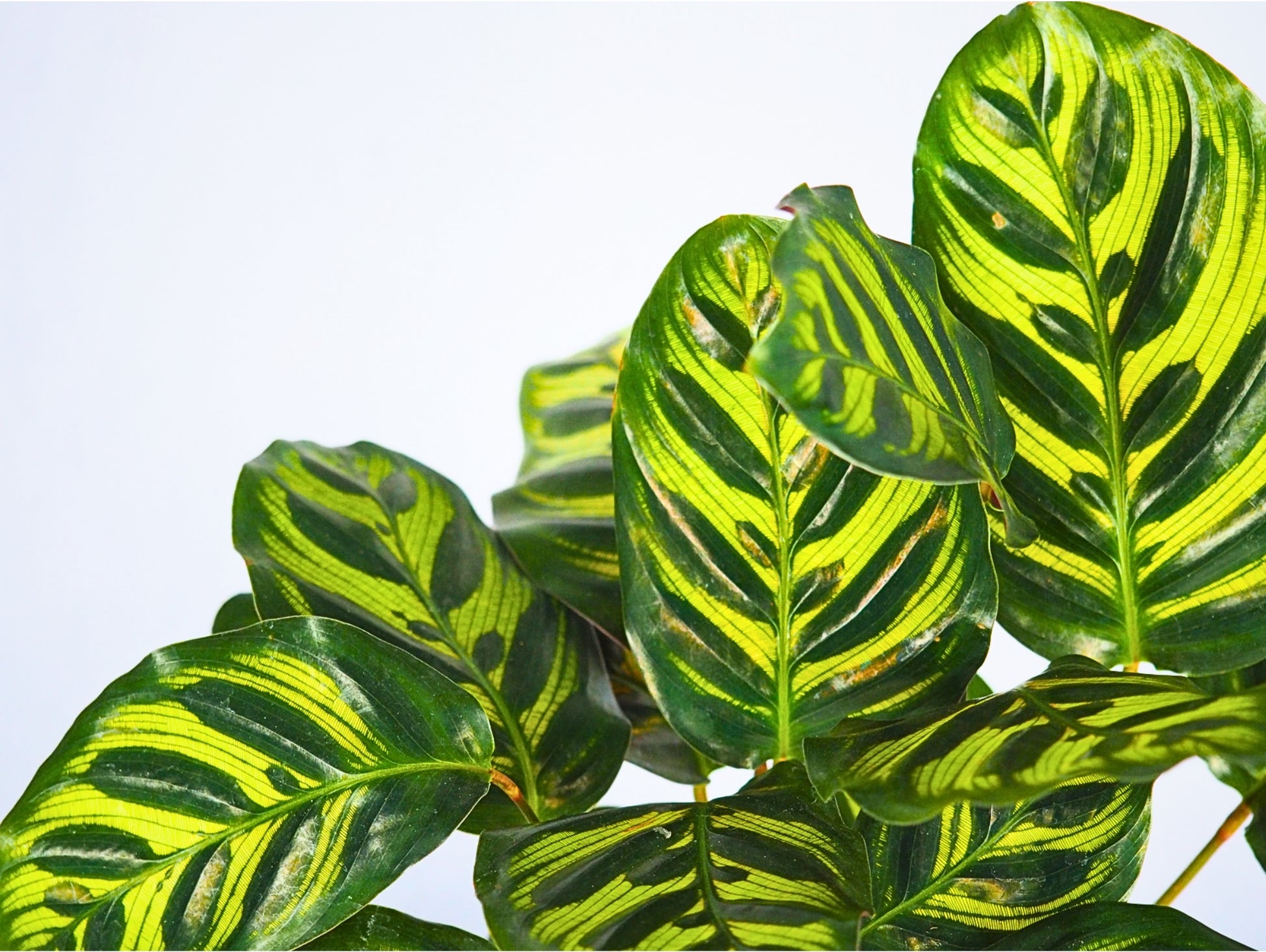 Calathea Makoyana Kokedama pianta da interno