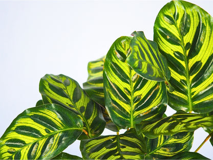 Calathea Makoyana Kokedama pianta da interno