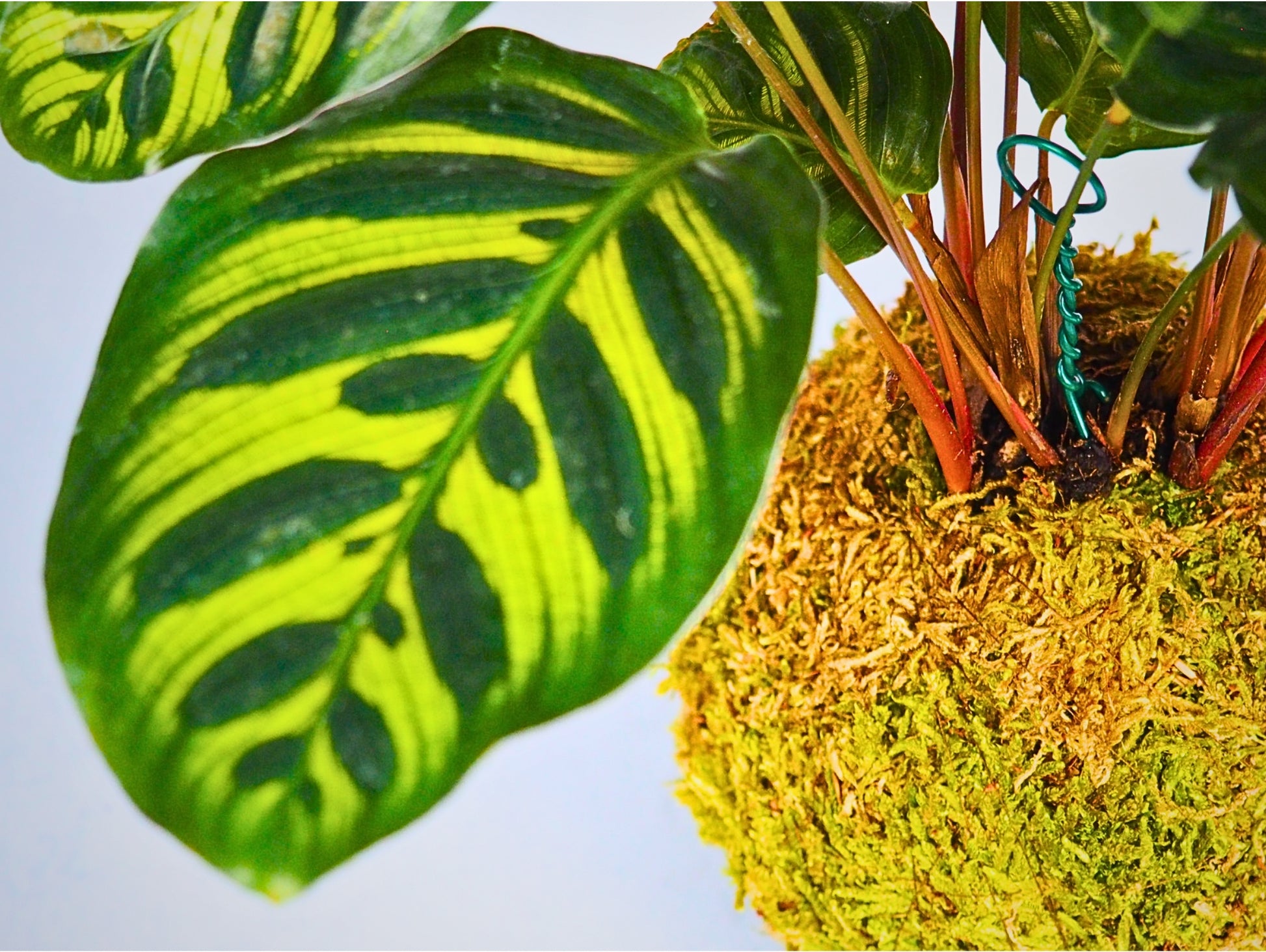 Calathea Makoyana Kokedama pianta da interno