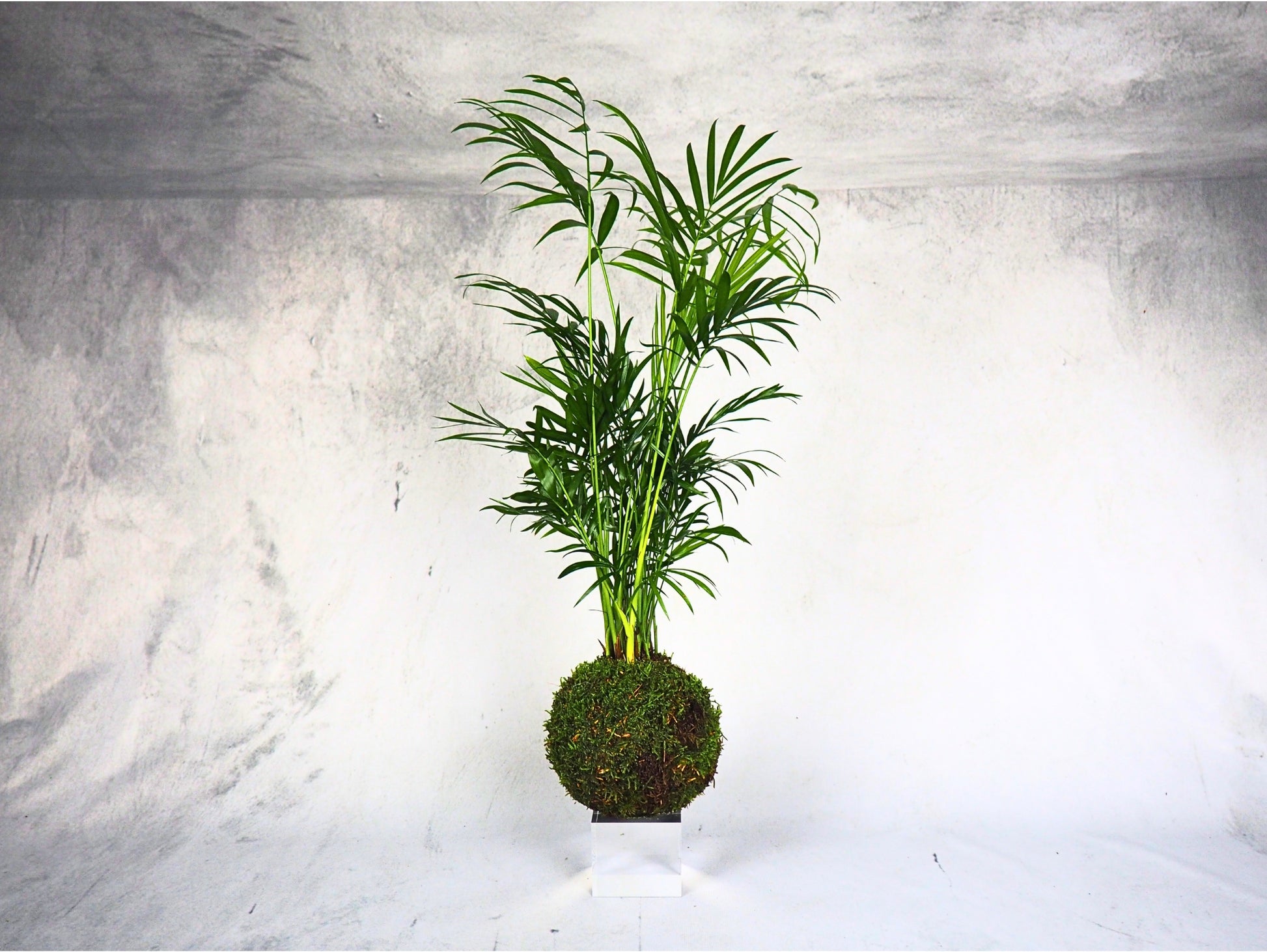 Chamaedorea Kokedama pianta da interno