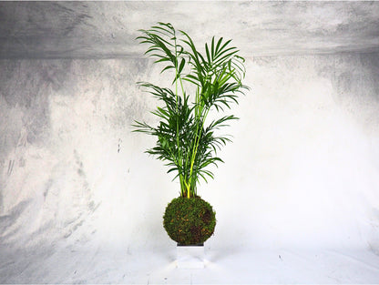 Chamaedorea Kokedama pianta da interno