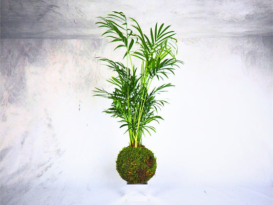 Chamaedorea Kokedama pianta da interno