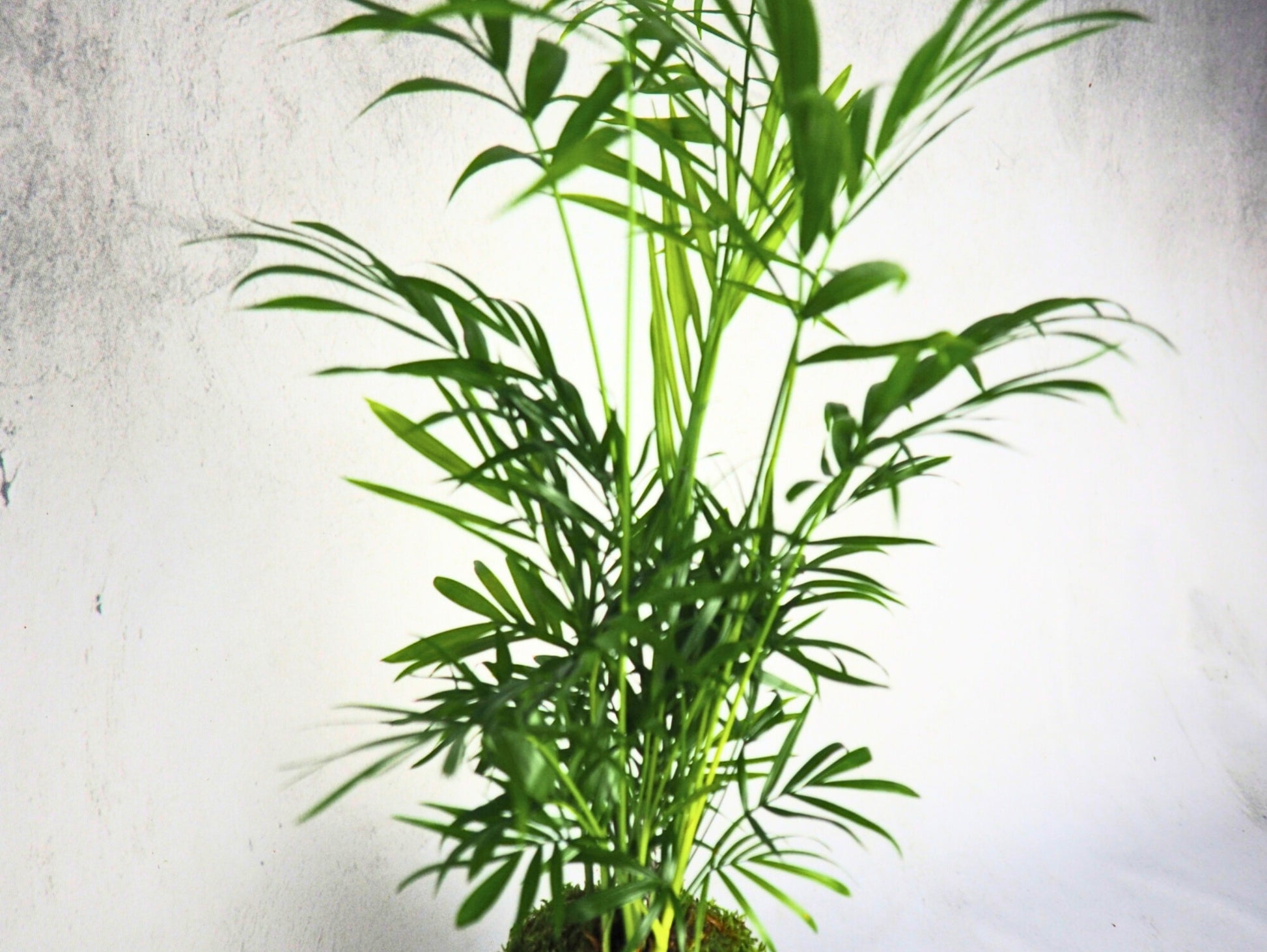 Chamaedorea Kokedama pianta da interno