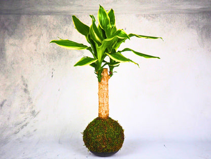 lucky bamboo kokedama Dracaena Fragrans "Lindenii" Kokedama indoor plant – Greendama