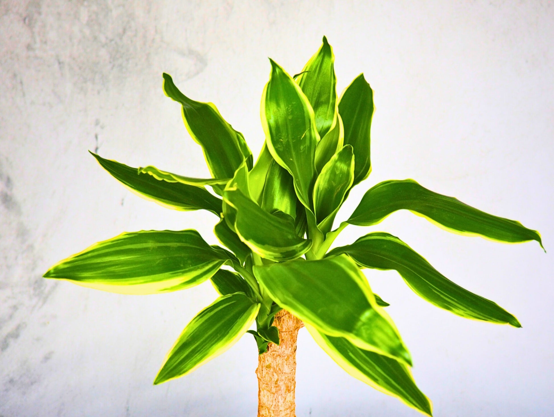 dracaena lindenii Dracaena Fragrans "Lindenii" Kokedama indoor plant – Greendama