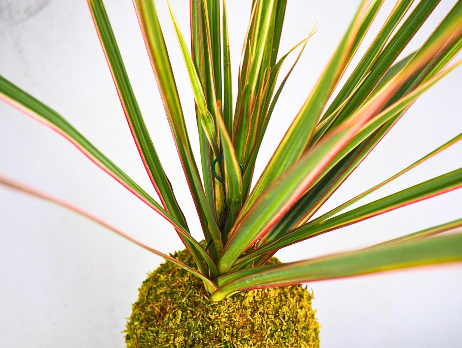 Dracena Marginata Kokedama pianta da interno