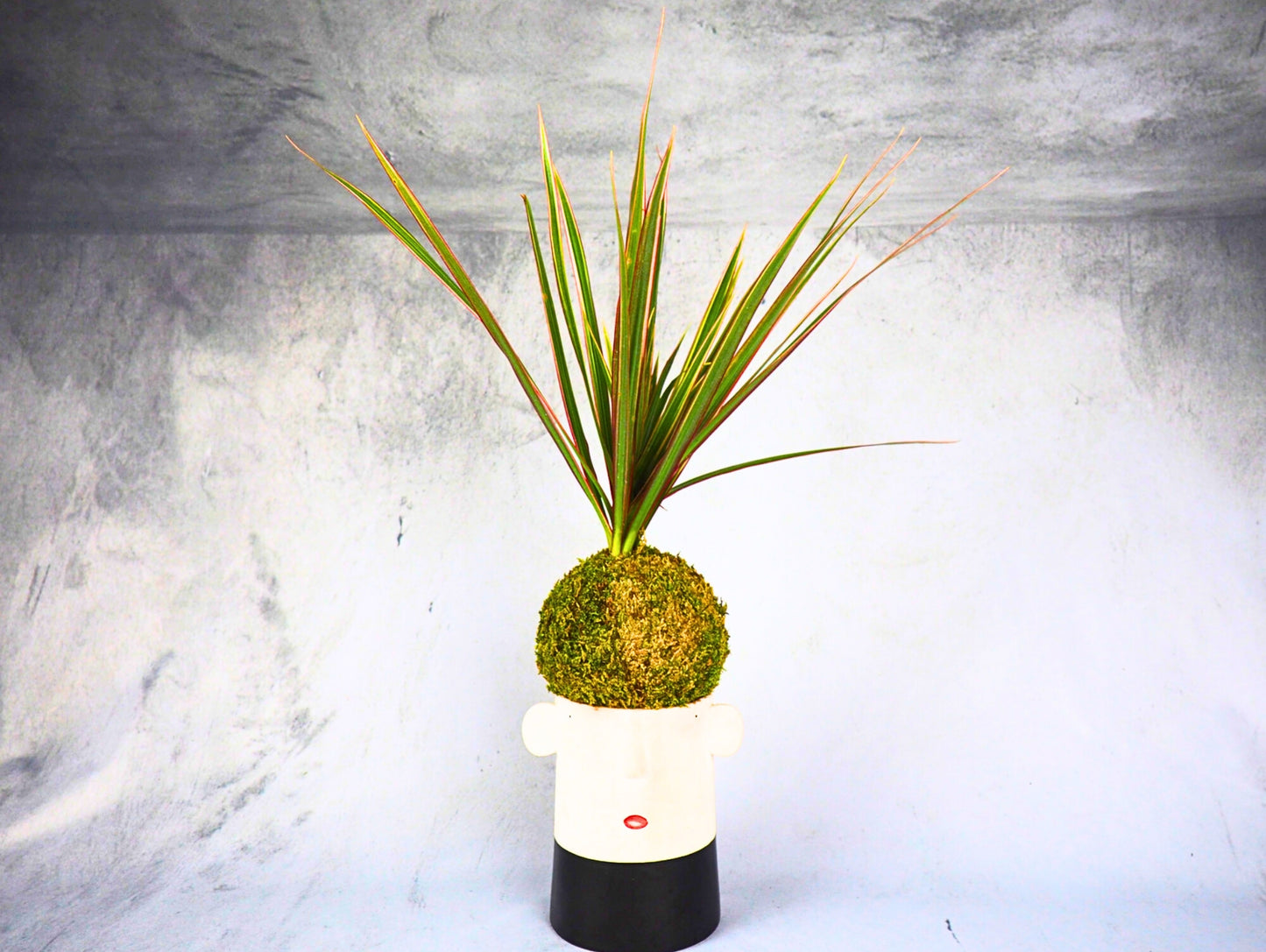 Dracena Marginata Kokedama pianta da interno