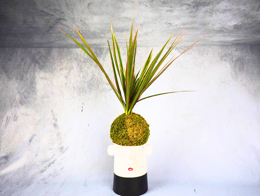 Dracena Marginata Kokedama pianta da interno