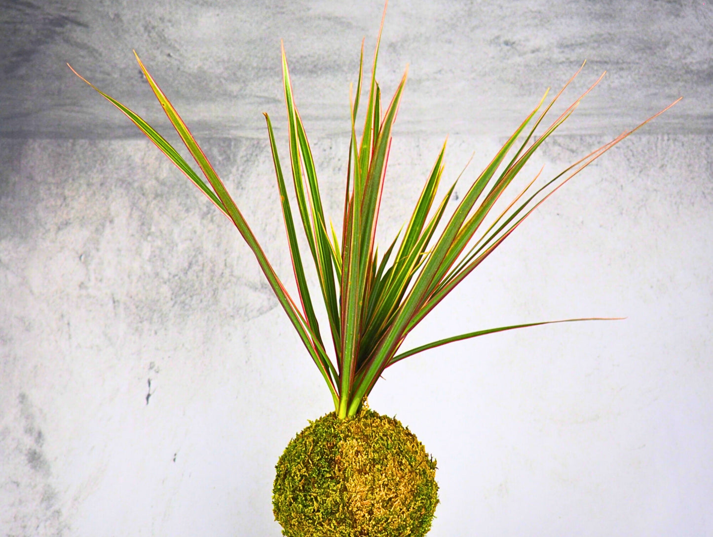 Dracena Marginata Kokedama pianta da interno