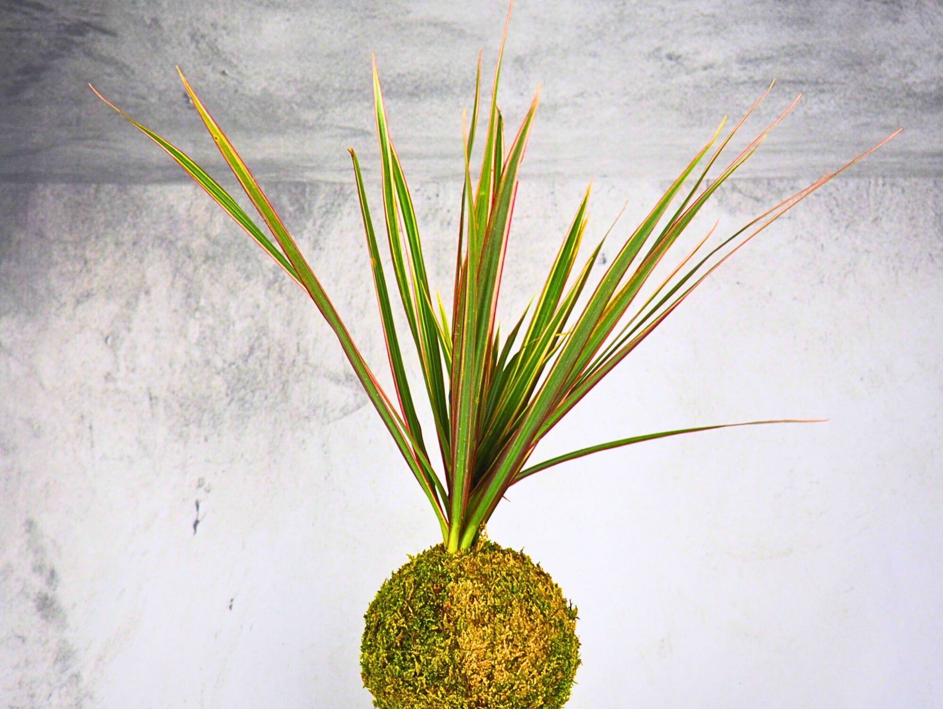 Dracena Marginata Kokedama pianta da interno