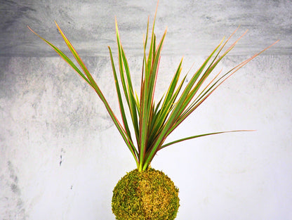 Dracena Marginata Kokedama pianta da interno