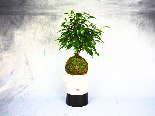 Ficus Benjamina Kokedama pianta da interno