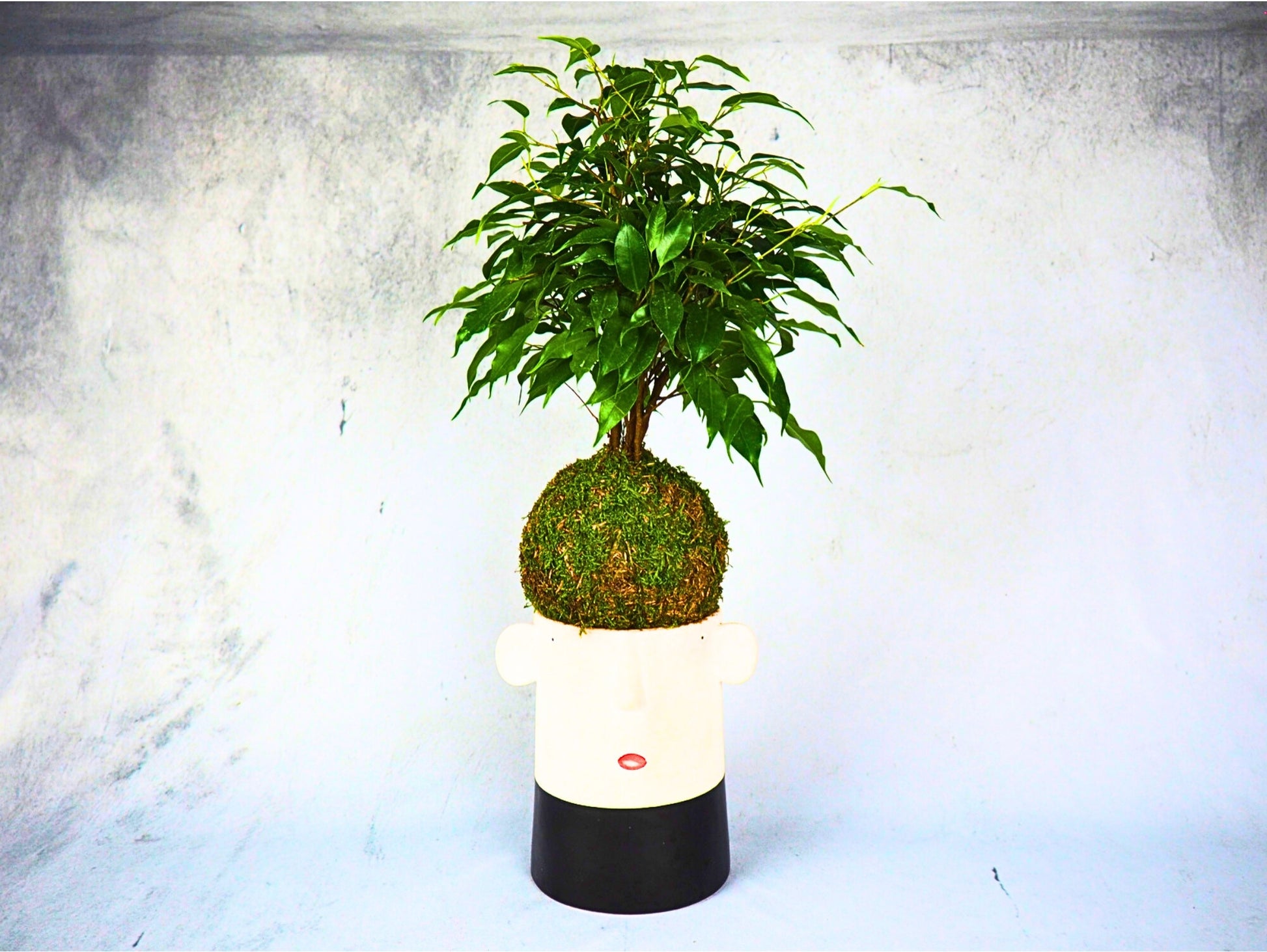 Ficus Benjamina Kokedama pianta da interno