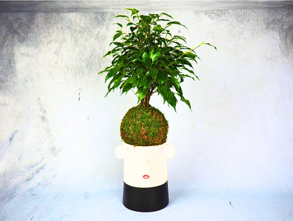 Ficus Benjamina Kokedama pianta da interno