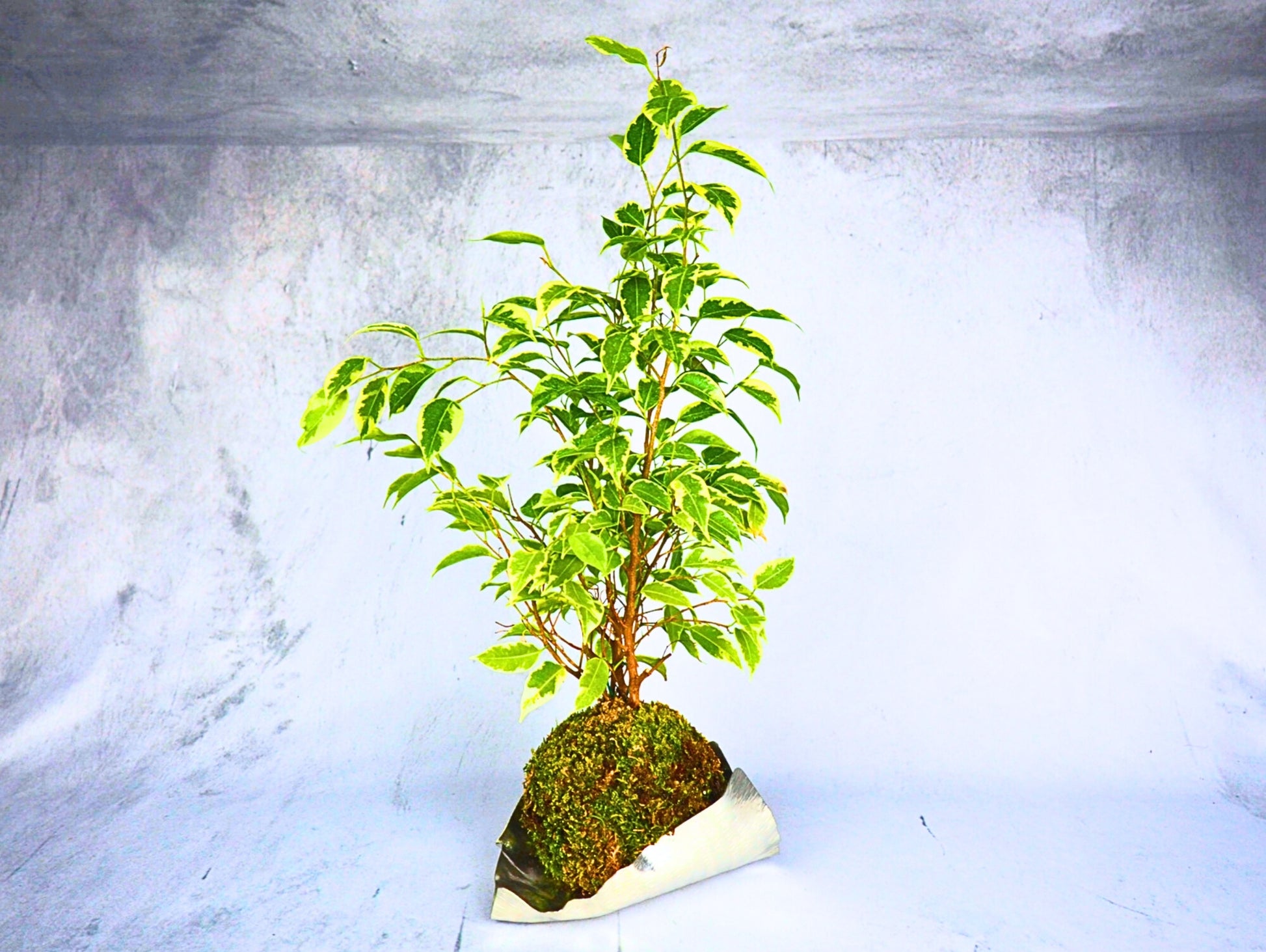Ficus Starlight Kokedama pianta da interno