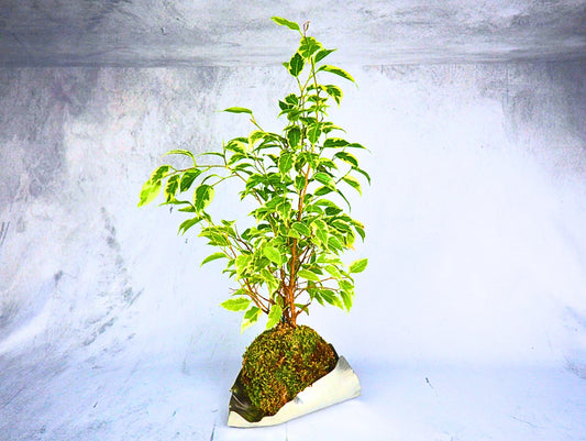 Ficus Starlight Kokedama pianta da interno