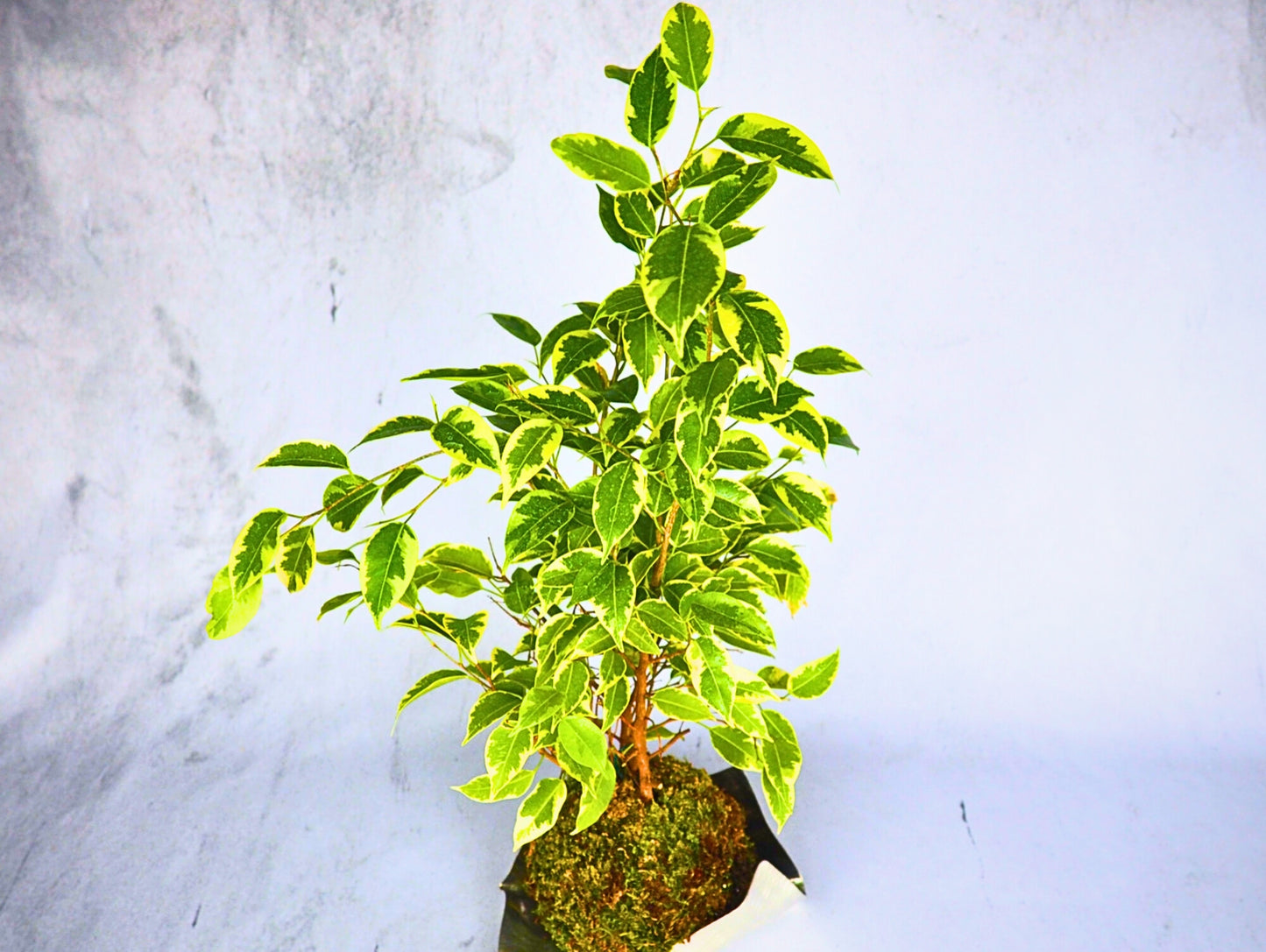 Ficus Starlight Kokedama pianta da interno