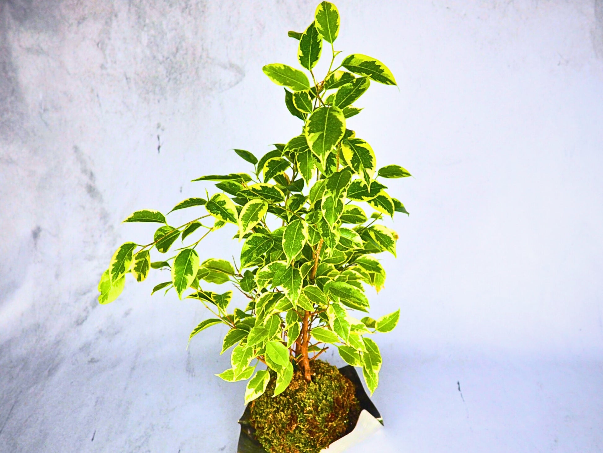 Ficus Starlight Kokedama pianta da interno