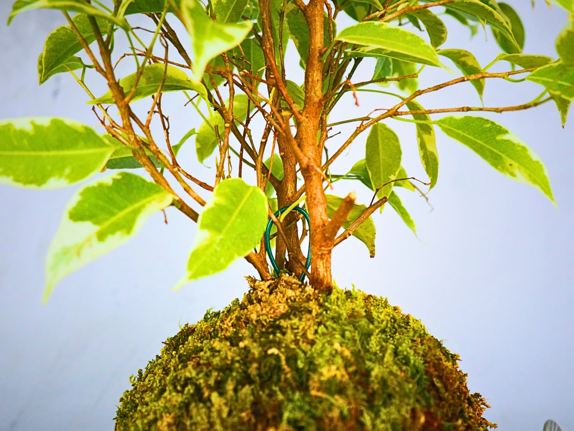 Ficus Starlight Kokedama pianta da interno