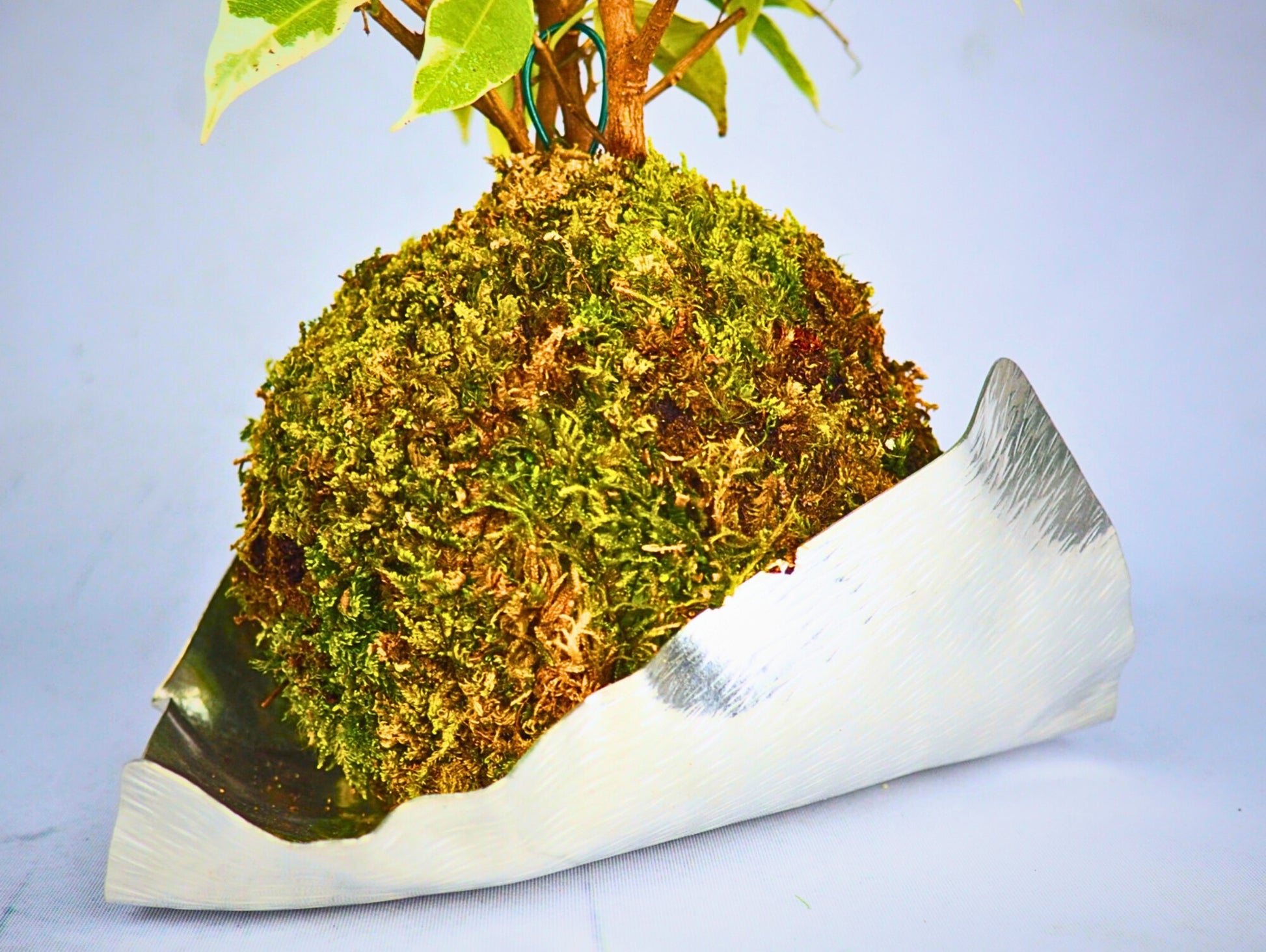 Ficus Starlight Kokedama pianta da interno