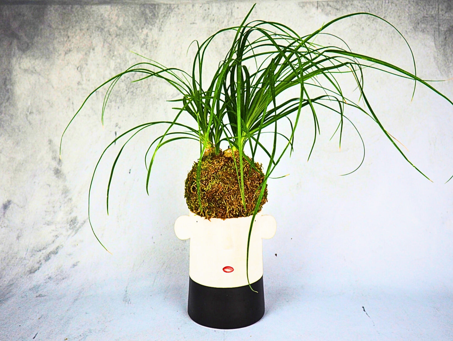 Beaucarnea Mangiafumo Kokedama