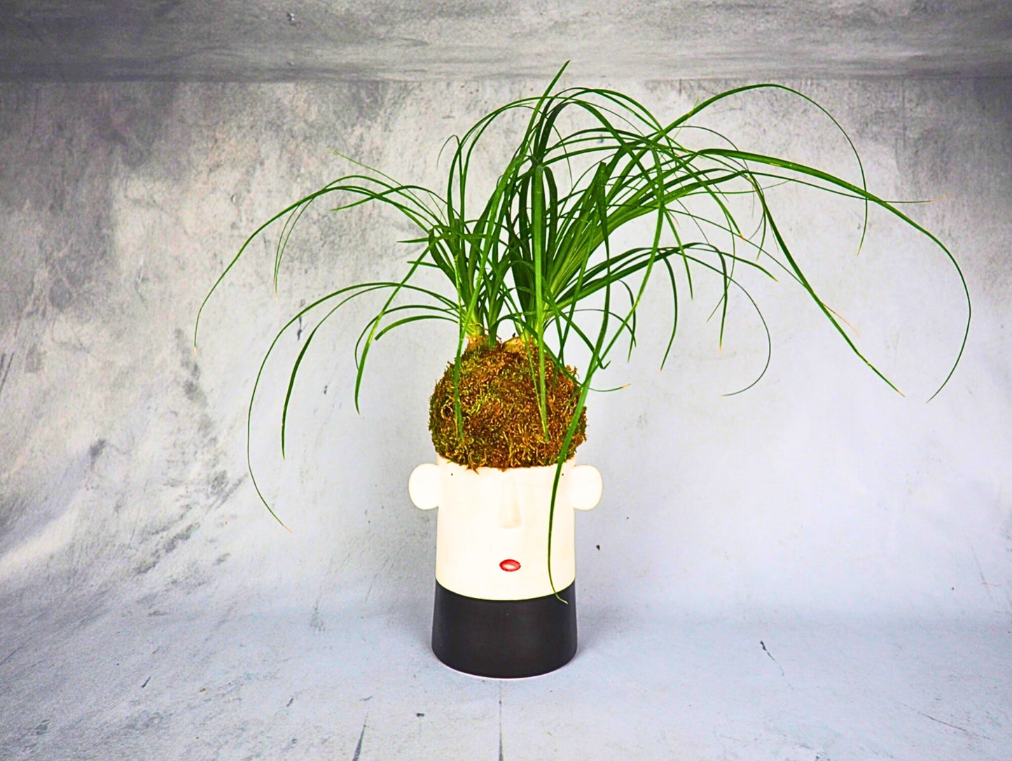 Beaucarnea Mangiafumo Kokedama