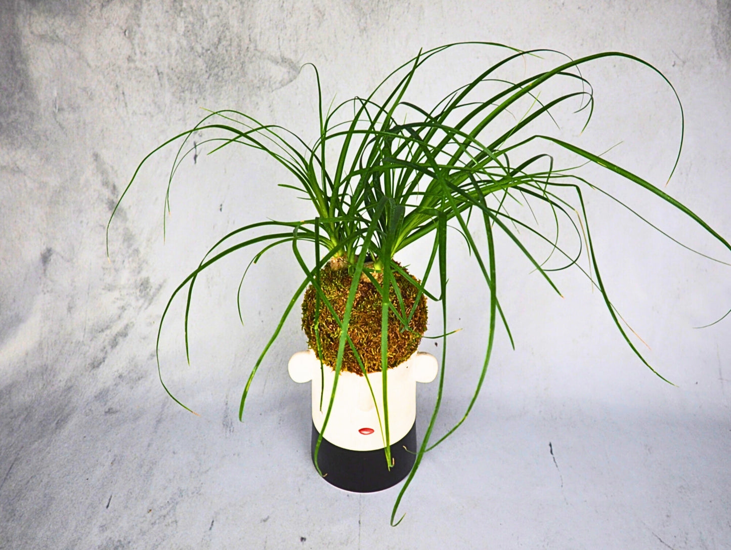 Beaucarnea Mangiafumo Kokedama