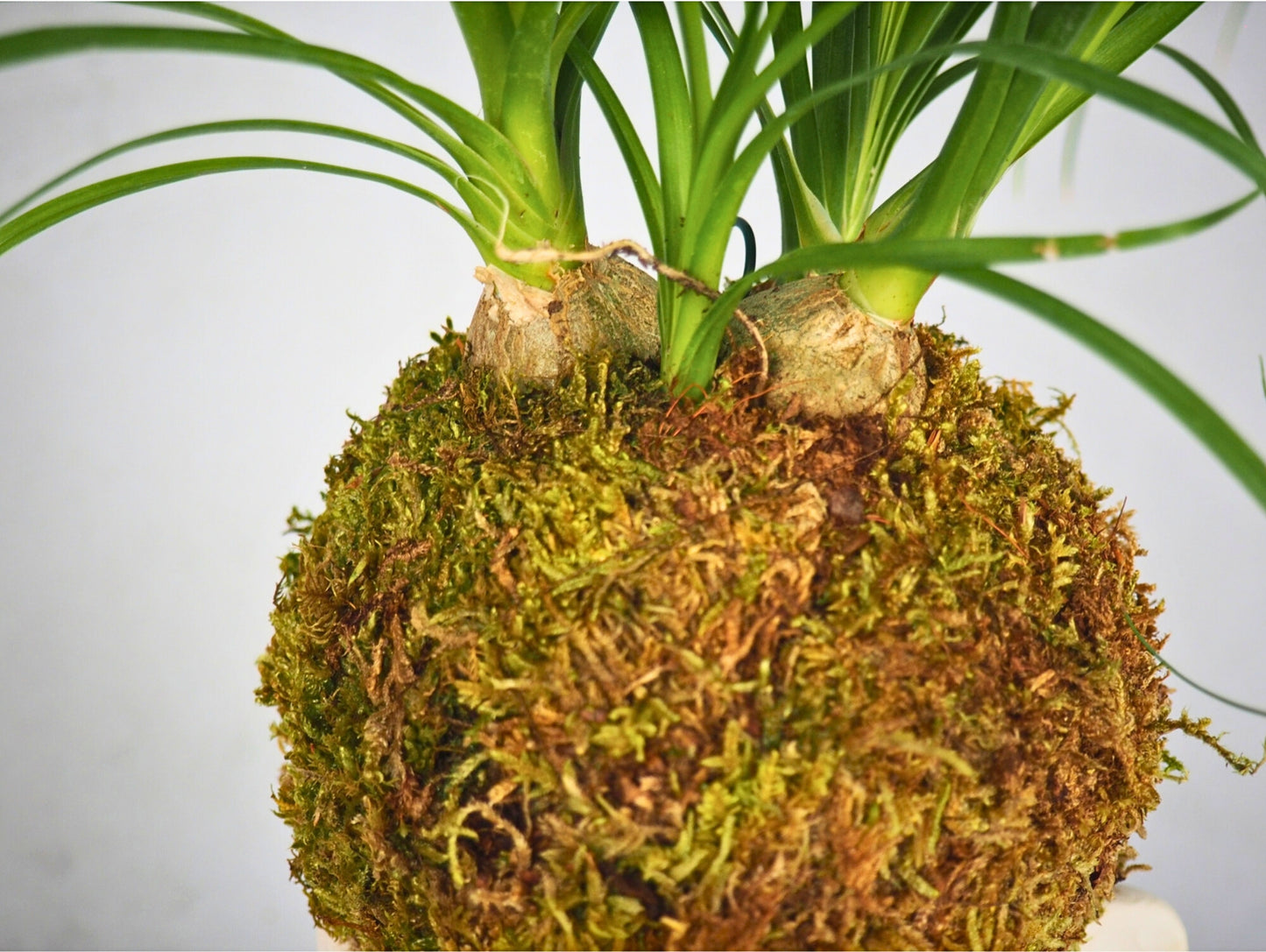 Beaucarnea Mangiafumo Kokedama