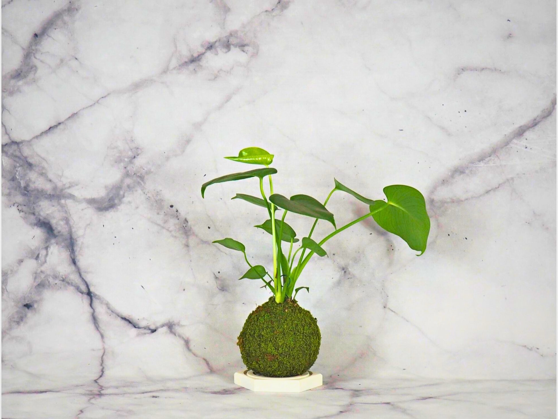 Monstera Deliciosa Kokedama pianta da interno