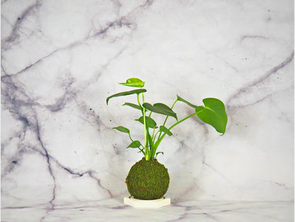 Monstera Deliciosa Kokedama pianta da interno
